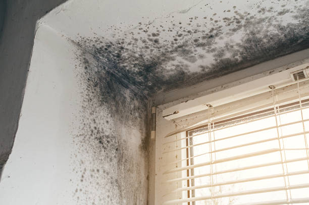 Trusted Black Mold Removal service in Lynn, MA - Cheap Mold Removal