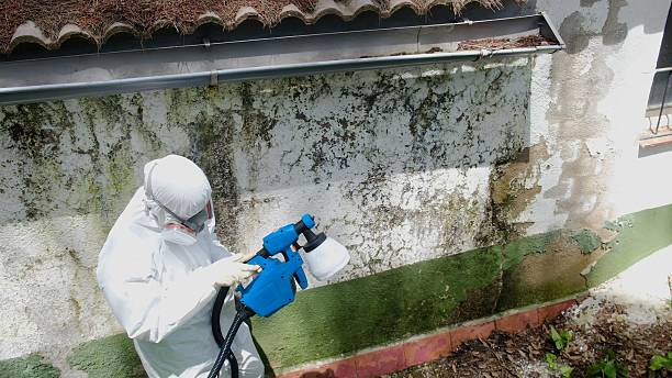 Trusted Crawl Space Mold Removal service in Lynn, MA - Cheap Mold Removal